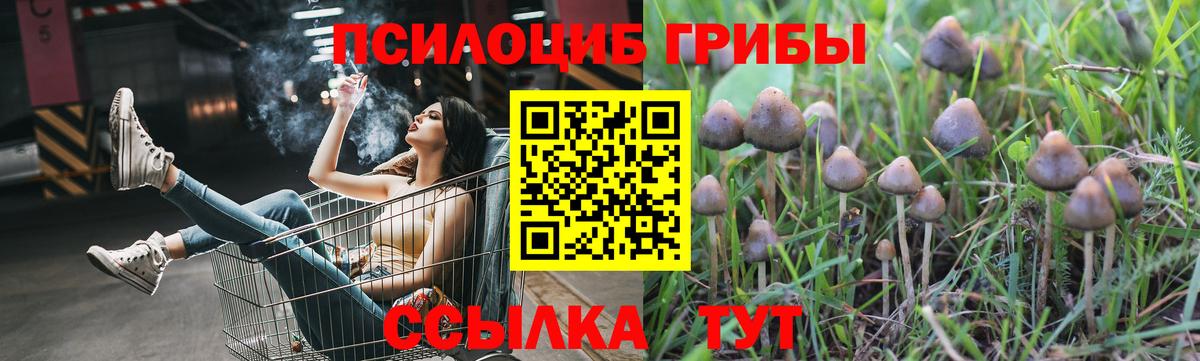 Галлюциногенные грибы Psilocybe Десногорск